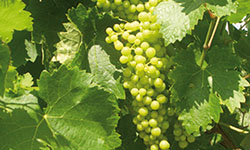 production végétale - viticulture